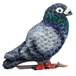 Speciality Pigeon Tribute