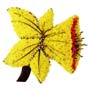 Speciality Daffodil Tribute Small Image