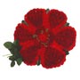 Speciality Red Rose Tribute Small Image