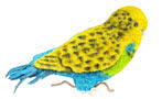 Budgie Floral Tribute Small Image