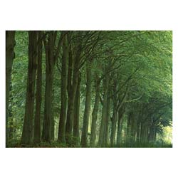 Avenue of Trees Card