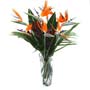 Bird of Paradise Vase Small Image