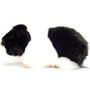 Teddy Hermann Guinea Pig Black and White 20cm Plush side view