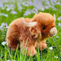 Teddy Hermann Highland Cow 28cm in-situ